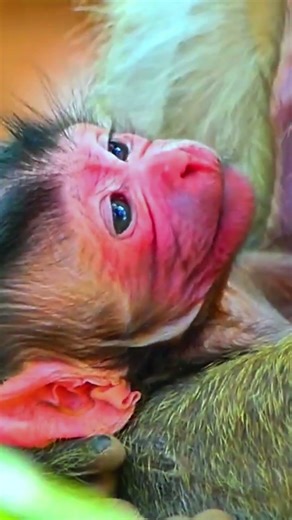 Just Born! 1-Day-Old Baby Monkey’s Sweet First Day