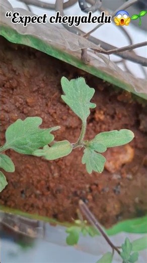 “సబ్జా గింజలు వేసాను… కానీ ఇది ఏ ప్లాంట్ వచ్చింది?! 😳🔥”