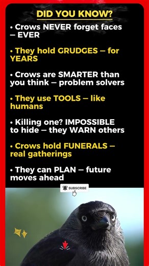 Crow Facts That Will BLOW Your Mind 🐦‍⬛🔥