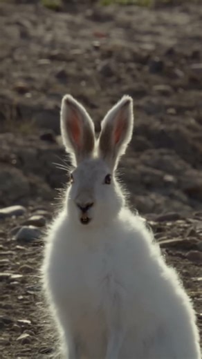 Gray Wolves | A pack of wolves hunting a rabbit is truly terrifying!