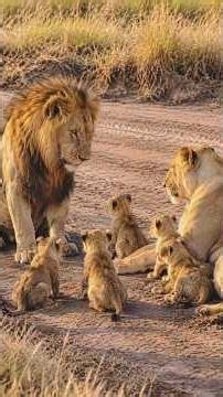 Mother Lioness Warning The Father Lion | Serengeti National Park