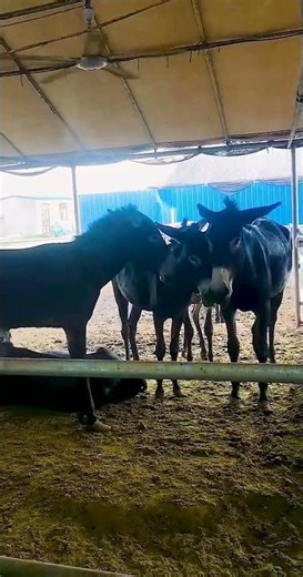 Funniest Donkey Ever Donkey Training the fun way 24