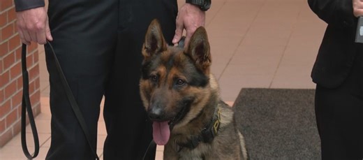 Meet Charlie: Colonie PD’s first explosives detection canine