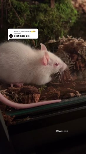 Ball Python Feeding: A Close Encounter with Nature