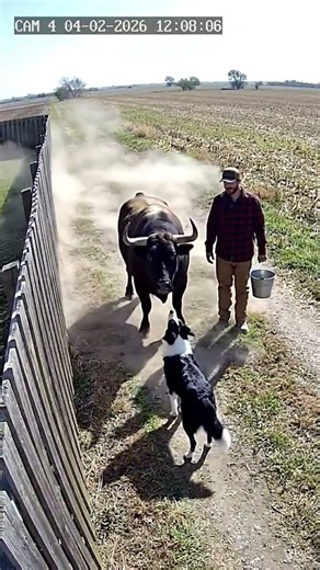Bull Charges Farmer From Behind But Dog Stops It! 🐂🐕 Farm Attack Caught On Camera #shorts