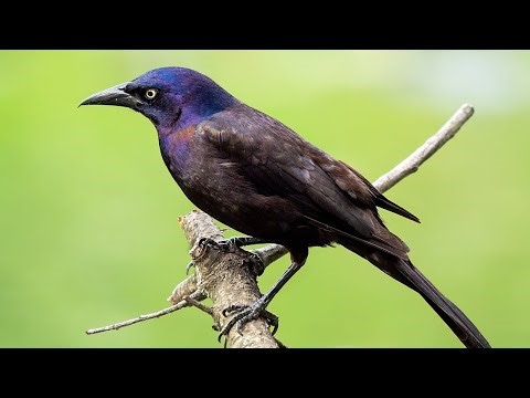 The grackle that escaped age verification