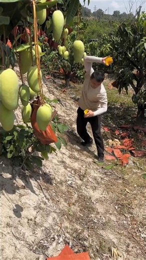Excellent mangoes, but the farmers are not happy | Sweet Mango 🥭🥭 #mango #fruit