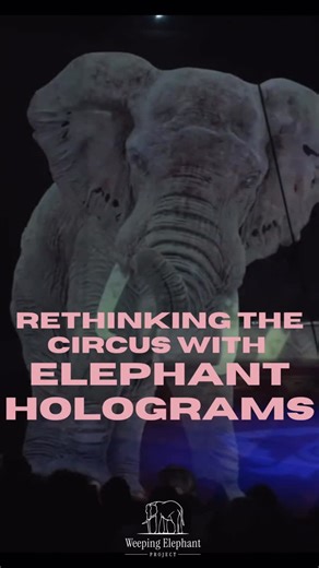 Weeping Elephant Project on Instagram: "What if the circus could evolve — without exploiting animals? In recent years, circuses like @circustheaterroncalli in Germany and @ecocirqueajbouglione in France have replaced live elephants and other animals with stunning holograms and digital projections. No chains. No fear. No pain. No transport trucks. No forced performances. Just imagination, artistry, and awe. For decades, a number of circuses have claimed that animals are “essential” to the spectac