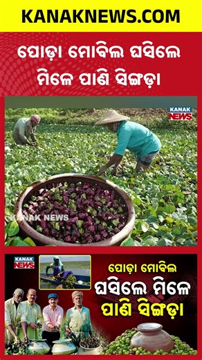 Farmers Risk Life in Water for Water Chestnut Farming | Shocking Reality