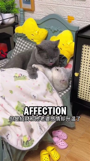 These Cute cat's fights are always best #animallovers
