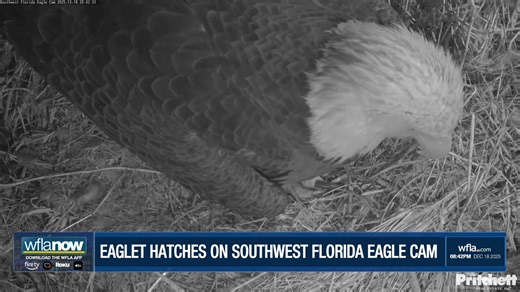 'WE HAVE A HATCH': A new eaglet has been brought into the world! E26 hatched from its shell Thursday evening on the popular Southwest Florida Eagle Cam. https://www.wfla.com/news/florida/we-have-a-hatch-famous-florida-eagle-pair-welcomes-new-baby-eaglet/ | WFLA News Channel 8