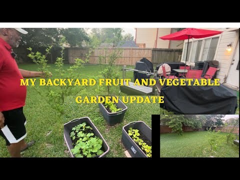 WELCOME TO MY RELAXATION AREA/My Backyard Fruit Trees & Vegetable Garden Update/ Everything Is Good