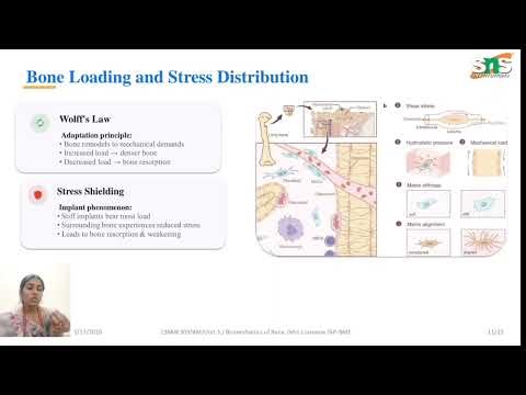 Bone modelling and adaptation | Biomechanics | SNS Institutions