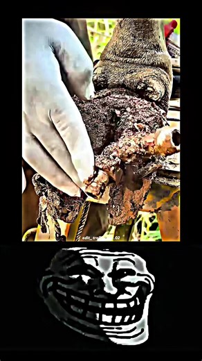 Understanding Hoof Care for Cows