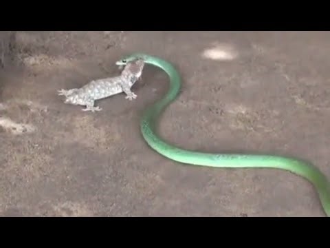 Gareen Snake is Hunting lizard,Wildlife preys #lizard #snake #wildlife