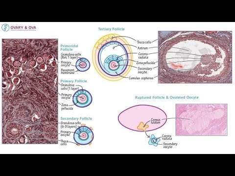 primary follicle; first active stage of follicular development in ovary