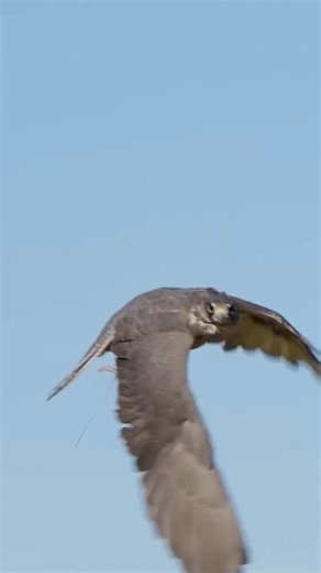 This bird of prey can reach speeds over 200 MPH when diving for prey. And now... Coyote will BECOME a falcon too! | Brave Wilderness