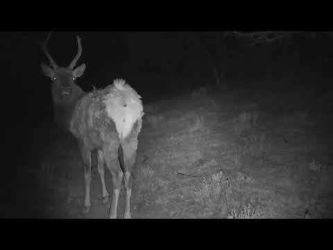 Bull Elk, Utah March 2026 #elk #wildlife #video #youtube #viral #utah #march #2026 #trending #nature