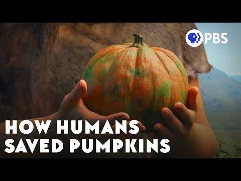 Pumpkins Shouldn't Exist