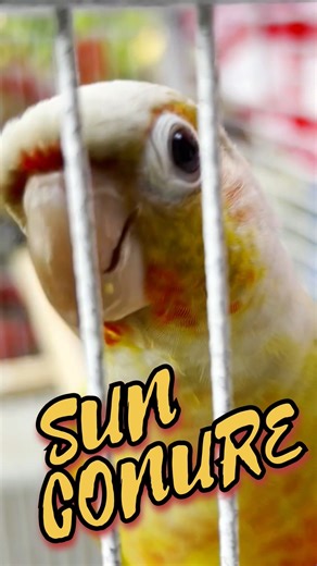 SUN CONURE FACT #viral #shorts #youtubeshorts #trending #birds #dailypetsvlog #viralshorts #budgies