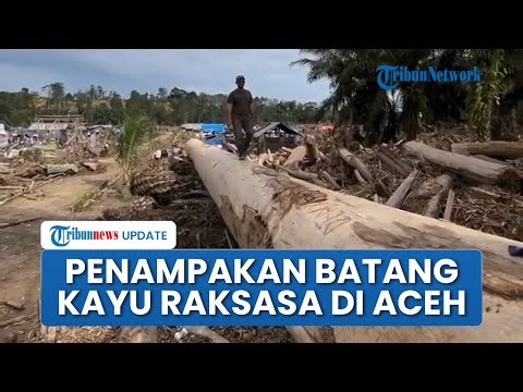 Penampakan Gelondongan Kayu Raksasa Sisa Banjir Bandang Aceh Tamiang: 1 Kayu Bisa Jadi Kapal Besar