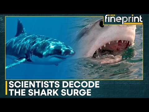 California's Shark Invasion: Great Whites Return In Record Numbers | WION Finerprint