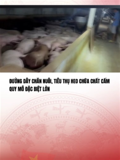 (Nguồn: CATP Hồ Chí Minh) ĐƯỜNG DÂY CHĂN NUÔI, TIÊU THỤ HEO CHỨA CHẤT CẤM QUY MÔ ĐẶC BIỆT LỚN#vtvcabtintuc#vtvcab#tiktoknews#vtvprime