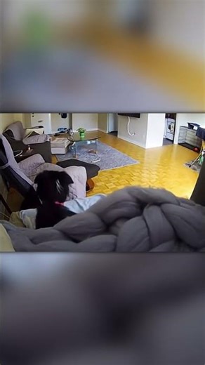 Dog IQ 999: Watch the Trick