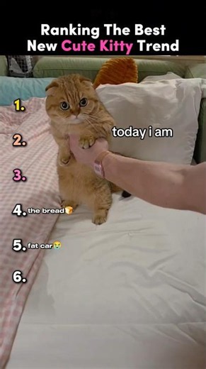 Ranking The BEST New Cute Kitty Trend 💖✨ Part 5