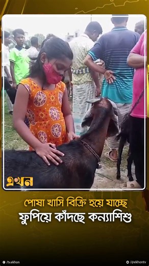 পোষা খাসি বিক্রি হয়ে যাচ্ছে, ফুপিয়ে কাঁদছে কন্যাশিশু | Rajshahi Pet Goat Sold | Ekhon TV