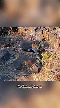 Honey Badger Finds a Free Giant Python | Nature’s Luckiest Meal