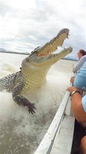 Record-Sized Crocodile Spotted Stalking Boats in Northern Australia