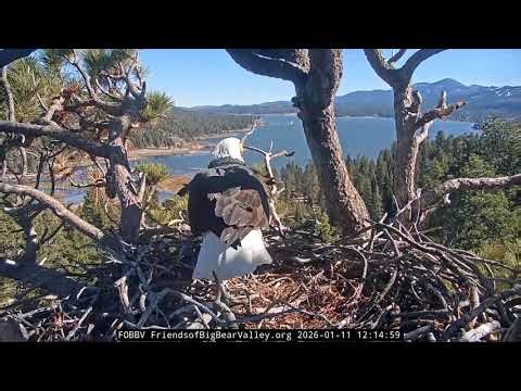 Big Bear Bald Eagle 11.01.2026 12:14