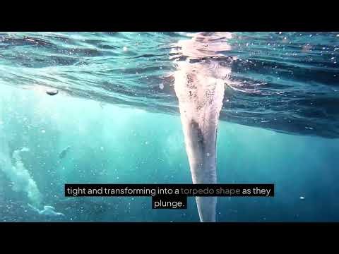 Northern gannets can dive into water at speeds over 50 miles per hour