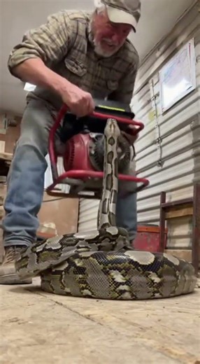 🐍💥 Giant Python's Vicious Strike! #Python #SnakeAttack #Viral