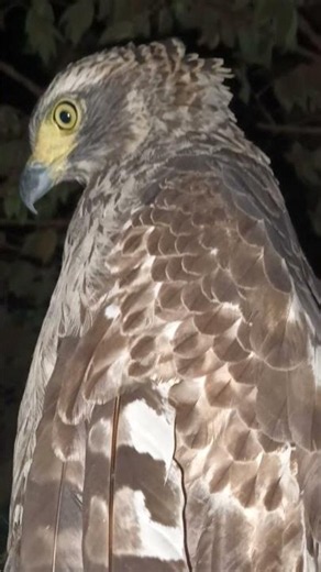 #Hawk #Eagle #Owl #Wildlife #Animal #EagleHawkOwl hawk vs snake, Owl vs snake fight, Eagle Vs Snake,