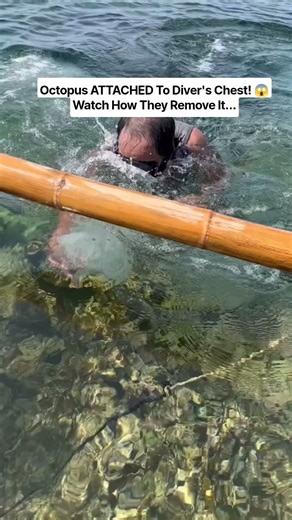 Diver Gets Octopus Stuck To His Chest While Diving - Painful Removal!