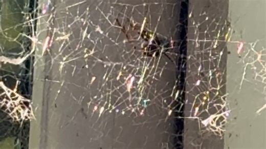 False widow battles hard to protect her home from an intruder