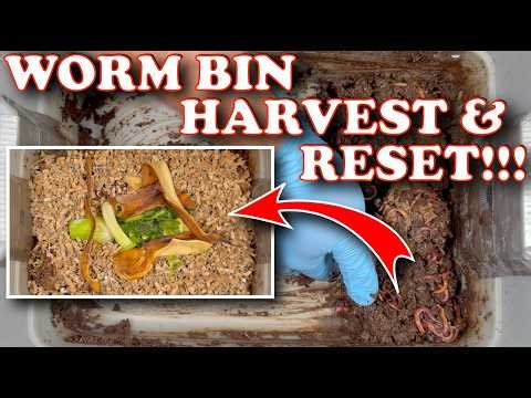 Disaster or Gold?! Harvesting Wet Worm Castings & Resetting My Tiny Worm Bin | Vermicompost WormFarm