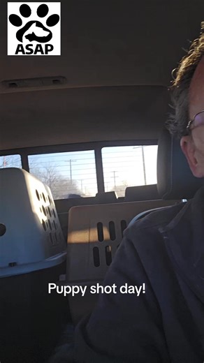 The babies are off to see doc to get their first shots. They sang the song of their people the entire time trip! #rescue #animalrescue #dogrescue #puppies #fosteringsaveslives | ASAP - Abilene Stray Animal Program