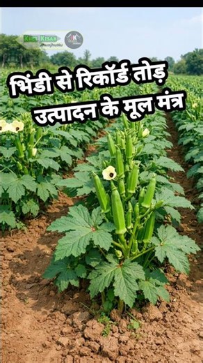 ​"The Ultimate Secret for Record-Breaking Okra Production"