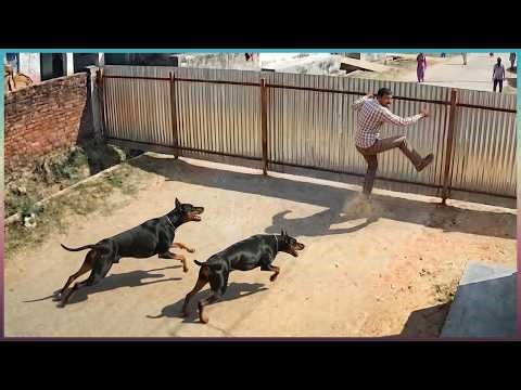 People Who Messed With the Wrong Guard Dogs