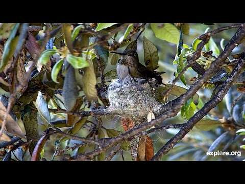 Beatrix the Hummingbird: The Full Journey from Hatch to Fledge | 2026 Highlights