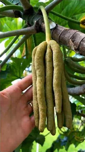 Cecropia Fruits: You've Probably Never Seen This Fruit Before! #shorts #plants #farming