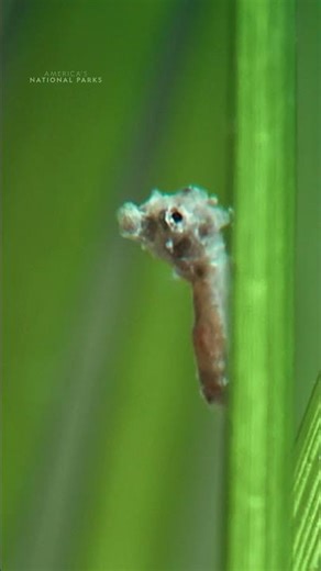 Have you ever seen a baby seahorse? 🤔 #AmericasNationalParks