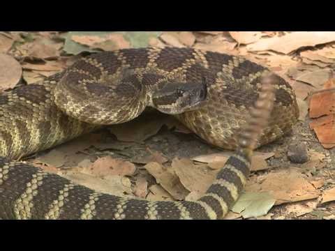 Rattlesnake bites increasing in parts of the country, experts say