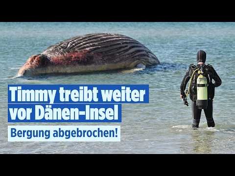 🔴 WAL TIMMY: Bergungsversuche abgebrochen – Wird er heute explodieren? | BILD LIVE