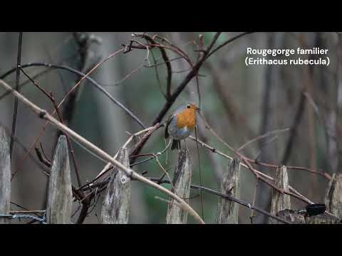 rougegorge familier