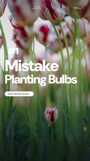 The #1 Mistake When Planting Tulips and Spring Bulbs in Fall