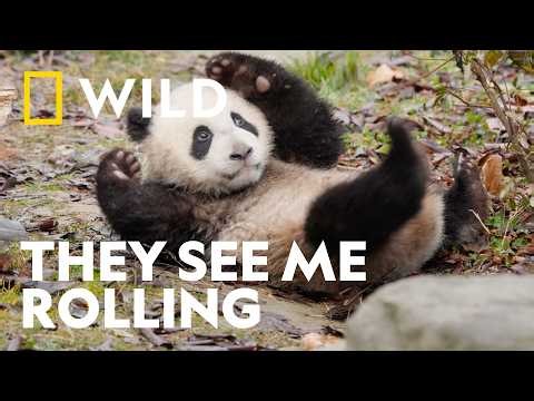 Mastering the Art of the Roly-Poly | Panda School | National Geographic WILD UK